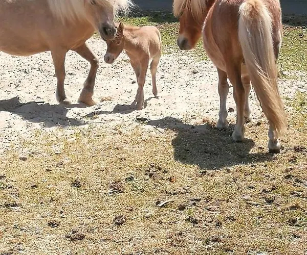 Het Landelijk Gelegen Apartment *