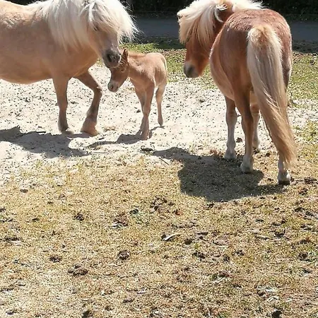 Het Landelijk Gelegen Daire *